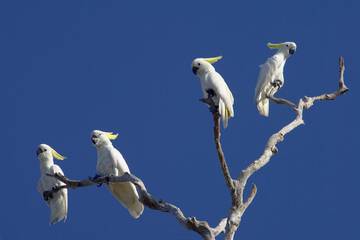 Game viewing