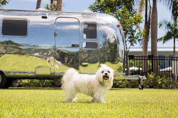 Pet-friendly