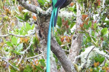 Game viewing