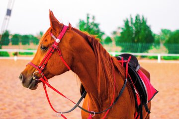Horseback riding