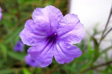Photo 50