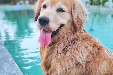 Pet-friendly amenities