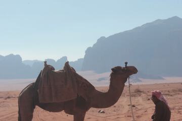 Safari