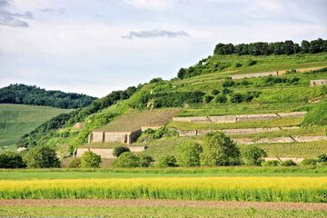 Vineyard