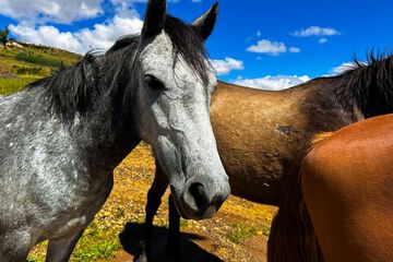Horseback riding