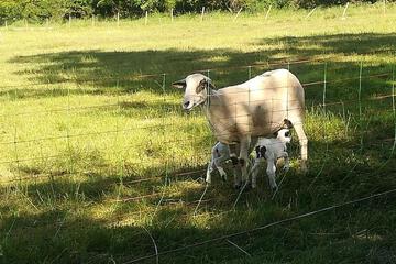 Photo 27