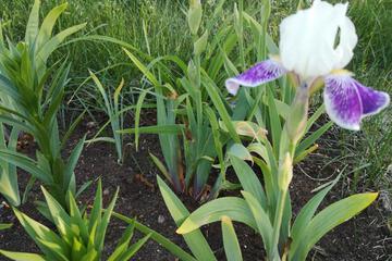 Photo 38
