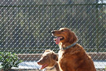 Pet-friendly amenities