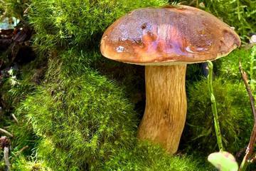 Photo 48