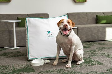 Pet-friendly amenities