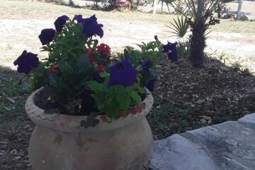 Photo 37