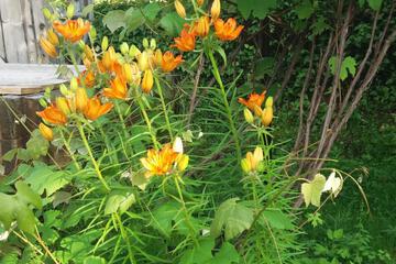 Photo 25