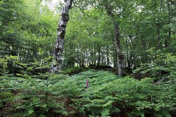 Photo 81