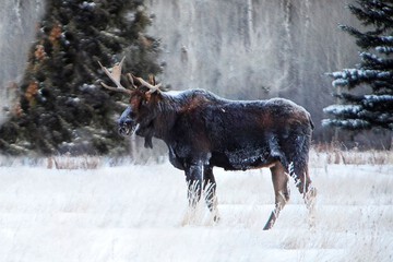 Game viewing