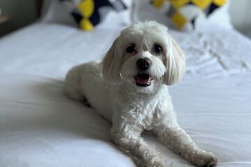 Pet-friendly