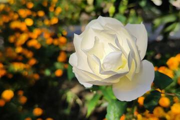 Photo 38