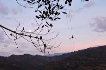 Ziplining