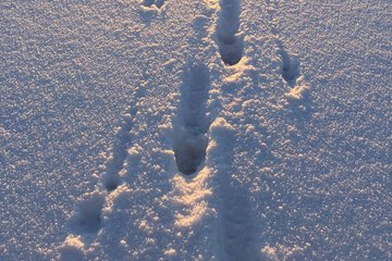 Snowshoeing
