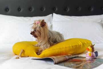 Pet-friendly
