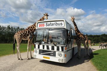 Safari