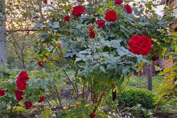 Photo 20