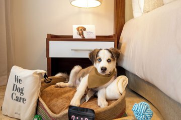 Pet-friendly