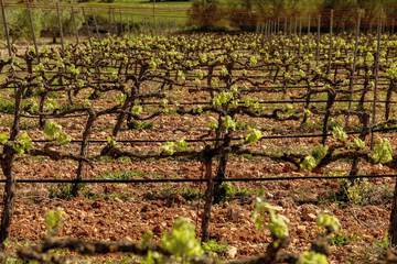 Vineyard view