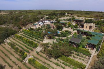 Vineyard