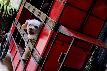 Pet-friendly