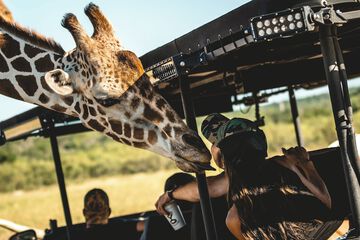 Safari