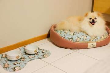 Pet-friendly