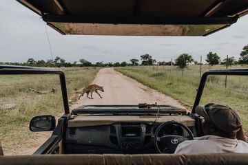 Safari