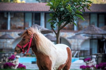 Horseback riding
