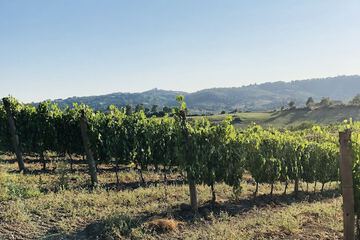 Vineyard