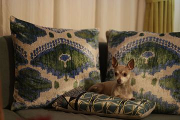 Pet-friendly