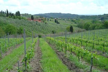 Vineyard