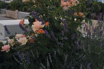 Photo 65