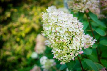 Photo 44