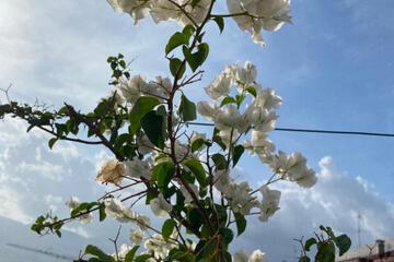 Photo 53
