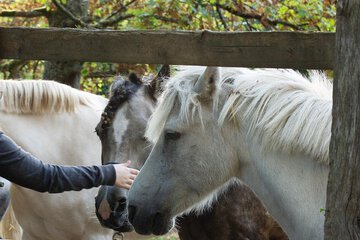 Horseback riding