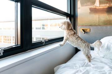 Pet-friendly