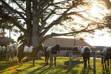 Horseback riding
