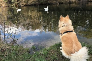 Pet-friendly