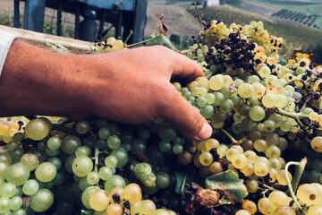 Vineyard