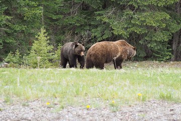 Game viewing