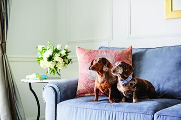 Pet-friendly