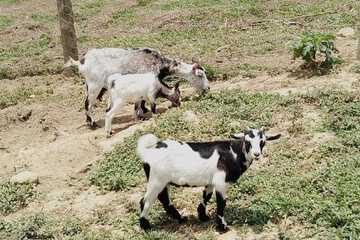 Game viewing