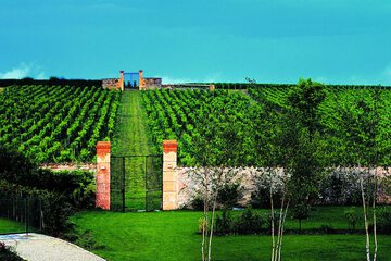 Vineyard view