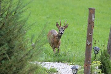 Photo 44