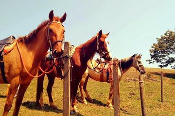 Horseback riding